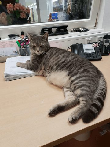 Hauskater Hugo liegt auf dem Schreibtisch